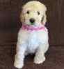 Goldendoodle puppies for sale