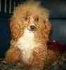 Toy Poodle puppies for sale