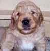 Goldendoodle puppies for sale 