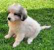 Great Pyrenees puppies for sale