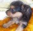 Chorkie puppies for sale