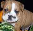 English Bulldog puppies for sale