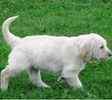 Goldendoodle puppies for sale