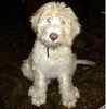 Goldendoodle puppies for sale 