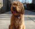 Labradoodle puppies for sale