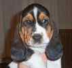 Basset Hound puppies for sale