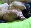 Goldendoodle puppies for sale