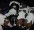 Miniature Dachshund puppies for sale 