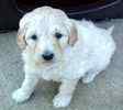 Goldendoodle puppies for sale 