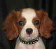 Cavalier King Charles Spaniel puppies for sale 