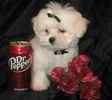 Maltese dogs for sale