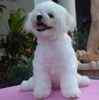 Bichon Frise puppies for sale