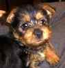 Australiian Terrier puppies for sale