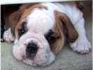 English Bulldog puppies for sale