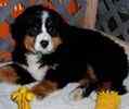 Bernese Mountain Dog puppies for sale 