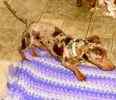 Miniature Dachshund adult male for sale
