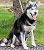 Alaskan Husky puppies for sale