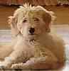 Goldendoodle puppies for sale