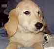 Goldendoodle puppies for sale