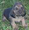 Bloodhound puppies for sale