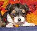 Shorkie puppies for sale