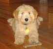 Goldendoodle puppies for sale