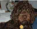 Goldendoodle puppies for sale