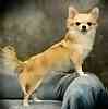 Chihuahua puppies for sale
