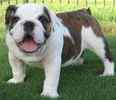 English Bulldog puppies for sale