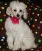 Toy Poodle puppies for sale