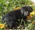Labrador Retriever puppies for sale