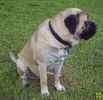 English Mastiff Stud Services
