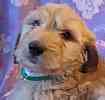 Goldendoodle puppies for sale