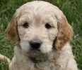 Goldendoodle puppies for sale