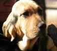 Bloodhound puppies for sale