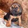 Bloodhound puppies for sale 