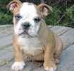 English Bulldog puppies for sale
