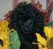 Toy Poodle puppies for sale