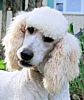 Standard Poodle puppies for sale