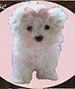 Maltese pups