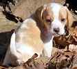 Beagle puppies for sale