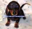 Miniature Dachshund puppies for sale