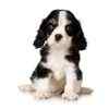 Cavalier King Charles Spaniel puppies for sale