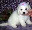 Bichon Frise puppies for sale