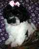 Malti Tzu puppies for sale