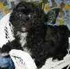 Bichpoo puppies for sale