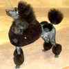 Standard Poodle Stud Services