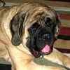 English Mastiff puppies for sale