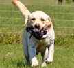 Labrador Retriever puppies for sale