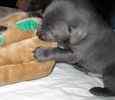 Labrador Retriever puppies for sale